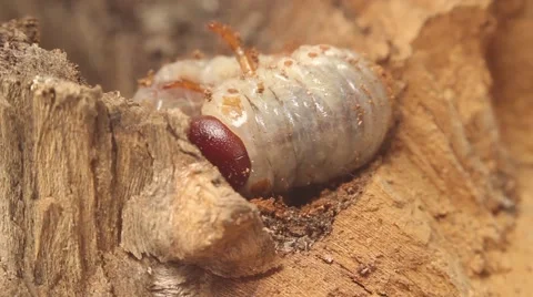 Bark beetle larva 11 Stock Footage 51111547