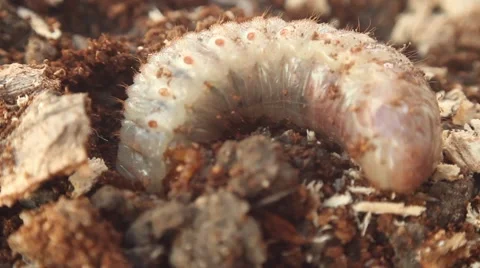Bark beetle larva 12 스톡 동영상 51111546