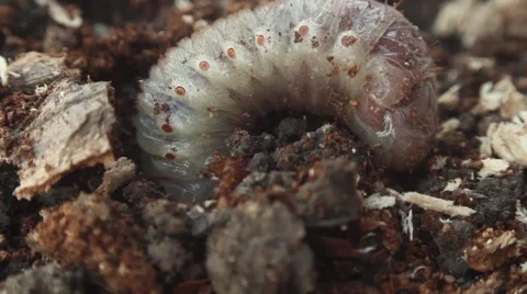Bark beetle larva 13 Stock Footage 51111559