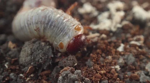 Bark beetle larva 14 스톡 동영상 51176687