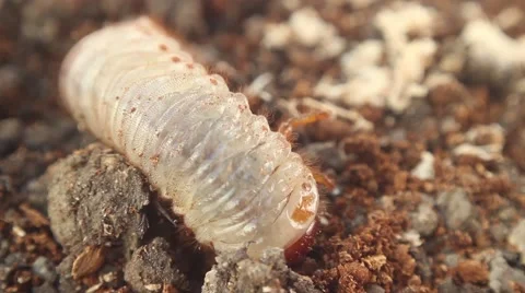 Bark beetle larva 15 스톡 동영상 51111569