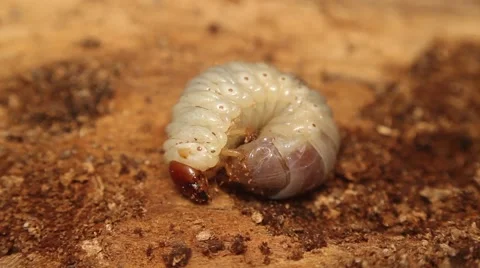 Bark beetle larva 2 스톡 동영상 50598071
