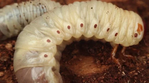 Bark beetle larva 3 Stock Footage 50598054
