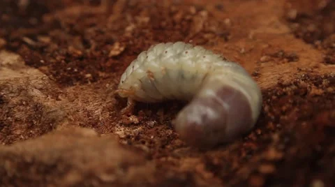 Bark beetle larva 4 스톡 동영상 50598072