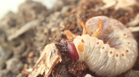 Bark beetle larva 5 스톡 동영상 51176493