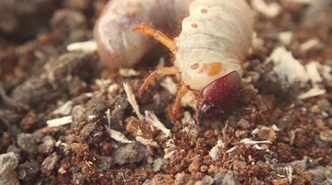 Bark beetle larva 6 Stock Footage 51176523