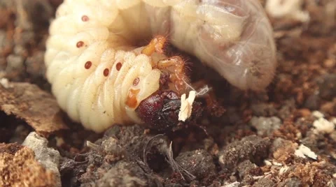 Bark beetle larva 7 Stock Footage 51176520