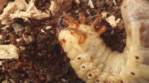 Bark beetle larva 8 動画素材 51176525
