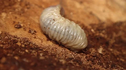 Bark beetle larva 9 動画素材 51176529