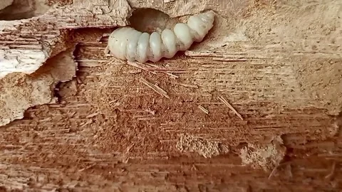 Bark beetle larva inside tree wood macro view Stock Footage 328555070