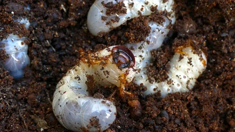 Bark beetle larvae, fearfully try to hide Stock Footage 88143699