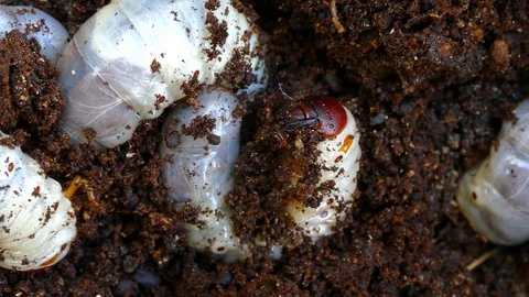 Bark beetle larvae, fearfully try to hide Video stock 88143795