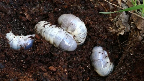 Bark beetle larvae, fearfully try to hide Video stock 88143857