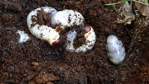 Bark beetle larvae, fearfully try to hide Video stock 88143892