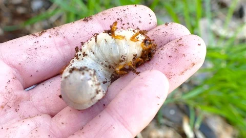 Bark beetle larvae in human hand 스톡 동영상 88144523