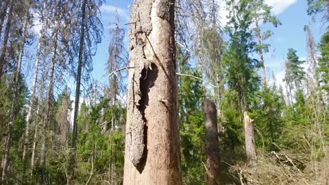 Bark beetle larvae infestation destroys fir trees in forest environment disaster Stock Footage 314384449