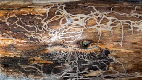 Bark beetle larvae traces. Stock Photos
