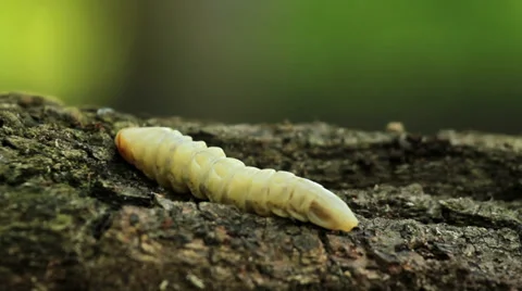 Bark beetle larva.Larvae bark beetle. Stock Footage 38995382