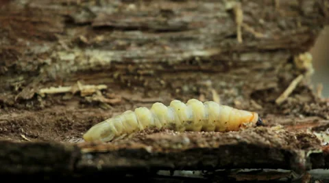 Bark beetle larva.Larvae bark beetle. Stock Footage 38998996
