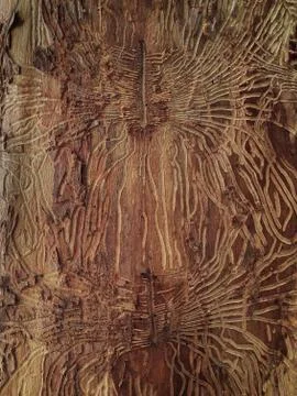 Bark beetle marks on wood Foto stock