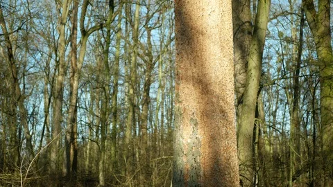 Bark beetle pest deciduous Oak forests Europe infested drought dry attacked Video stock 125167888