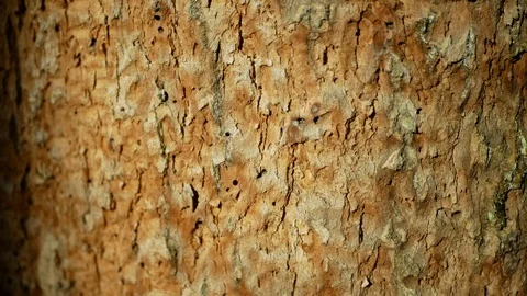 Bark beetle pest deciduous Oak forests detail infested drought dry attacked Stock Footage 125170242