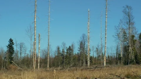 Bark beetle pest Ips spruce forests infested and attacked, European wood Stock Footage 105757566