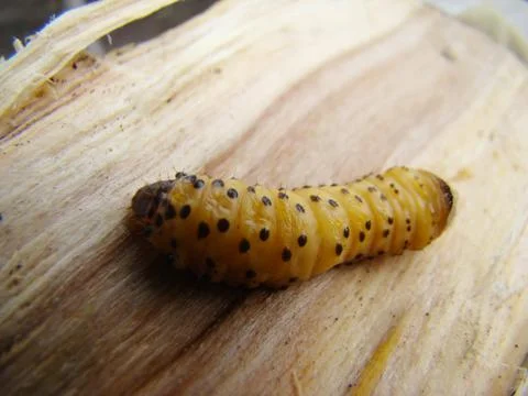 Bark beetle Stock Photos