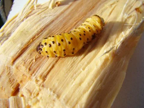 Bark beetle Stock-Fotos