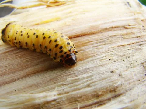 Bark beetle Stock Photos