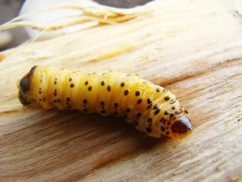 Bark beetle Stock-Fotos