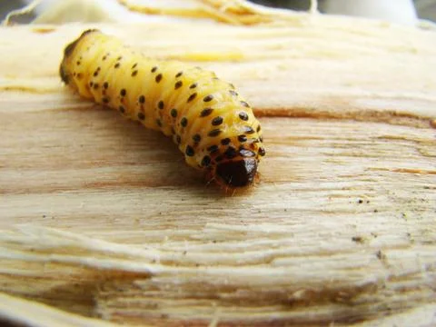 Bark beetle Stock Photos