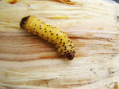 Bark beetle Stock Photos