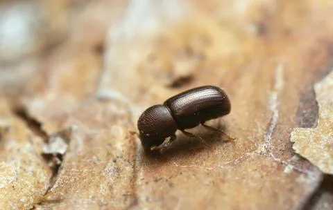 Bark beetle on pine bark Stock Photos