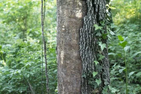 Bark Beetle Ravaged Tree Trunk Stock Photos