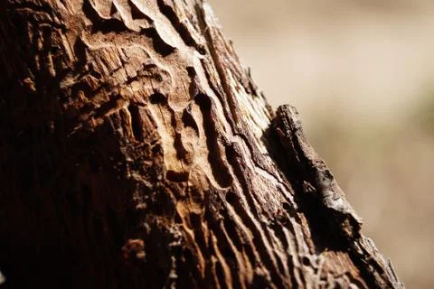 Bark beetle texture from closeup view Foto stock