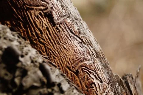 Bark beetle texture Foto stock