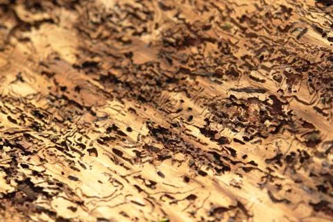 Bark beetle traces 写真素材