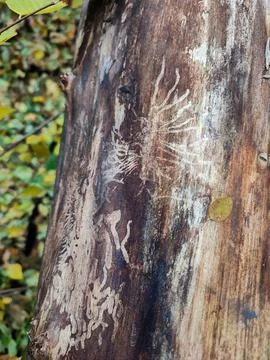 Bark beetle tracks on tree log, bark beetles patterns, harmful insects Stock Photos