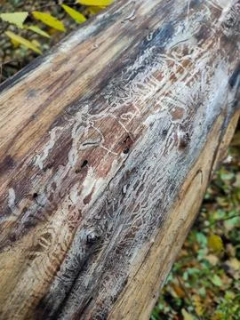 Bark beetle tracks on tree log, bark beetles patterns, harmful insects Stock Photos