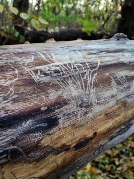 Bark beetle tracks on tree log, bark beetles patterns, harmful insects Stock Photos