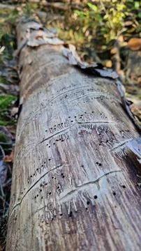 Bark beetle tracks on a tree trunk in the forest Stock Photos