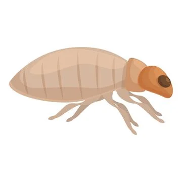 Bark beetle walking side view pest control Stock-Illustration