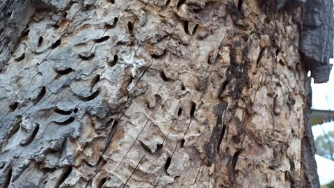 Bark beetles ate the tree Stock Footage 256623570