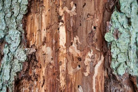 Bark beetles cut down the tree bark Stock Photos