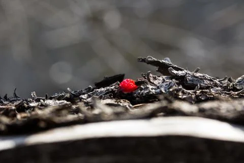 Bark with berry Macro Stock Photos