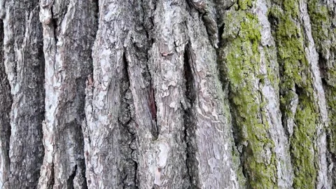 The bark of a big old tree. Slowmotion 스톡 동영상 323342837