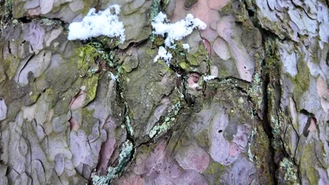 The bark of a big old tree. Slowmotion Stock-Footage 323342866