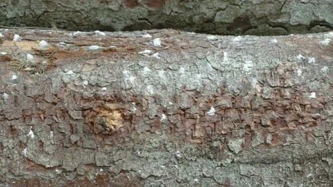The bark of the big tree trunk laying on the ground Stock Footage 154306690