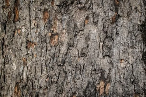 Bark from big trees in the forest. Foto stock